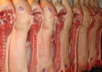 Classification of beef carcasses