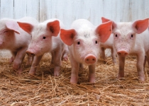 У країнах ЄС ціни на свинину падають до мінімального рівня з 2011 р