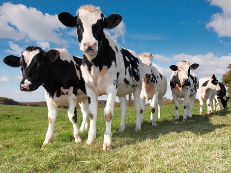 За 3 роки подвірний забій худоби зменшився на 8,4%