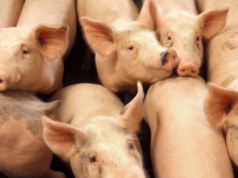 Україна зняла обмеження на ввезення свинини з Польщі